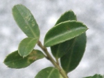 szk100418 009.01.jpg