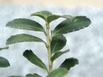 szk100418 011.01.jpg
