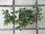 szk100418 012.01.jpg