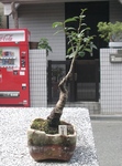 szk100808 030.01.jpg
