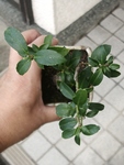 szk100808 032.01.jpg